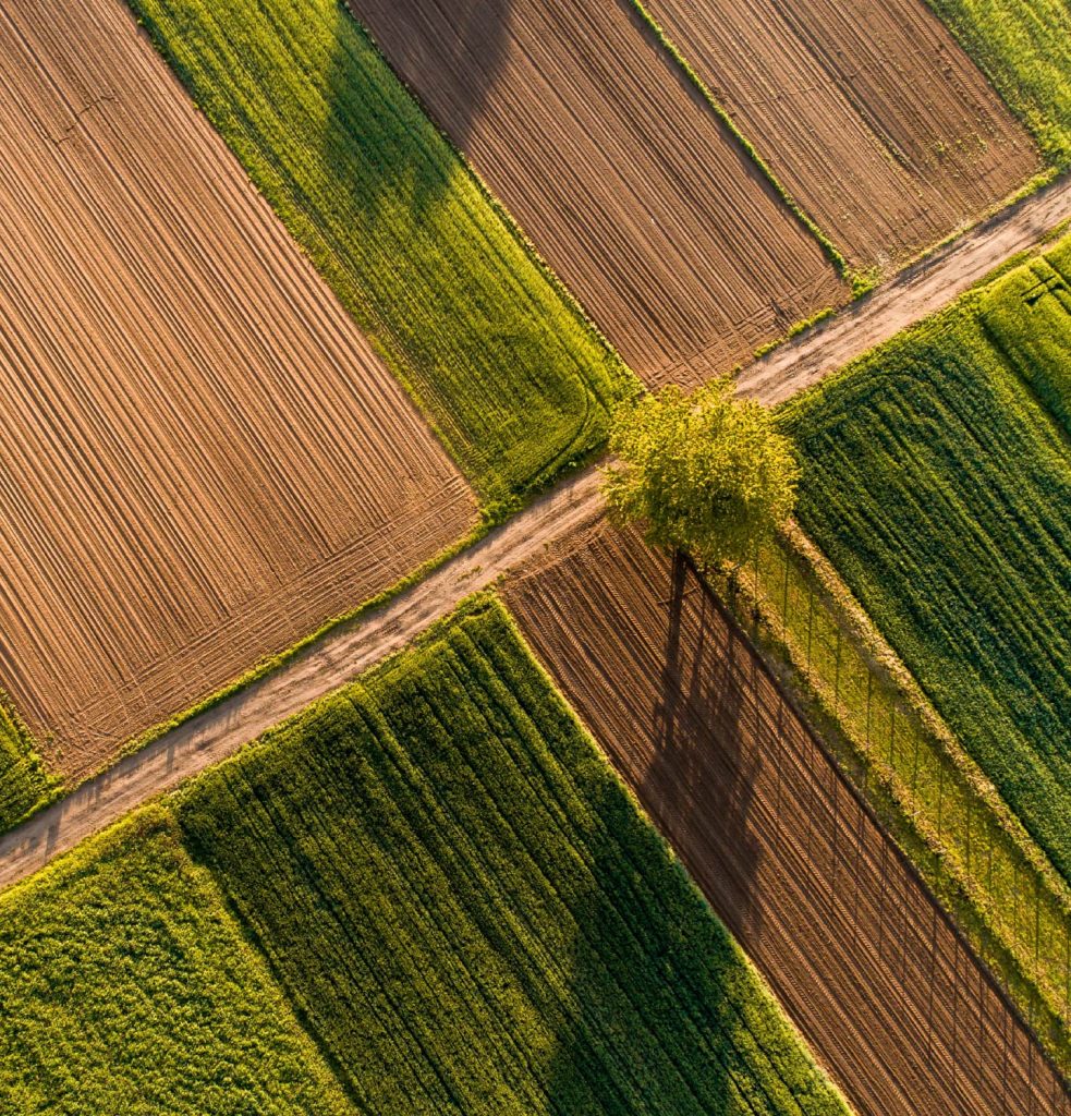 bird's-eye view of a lush field with a prominent tree standing alone in the center