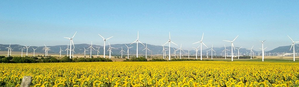 sunflower field and wind farm in the background