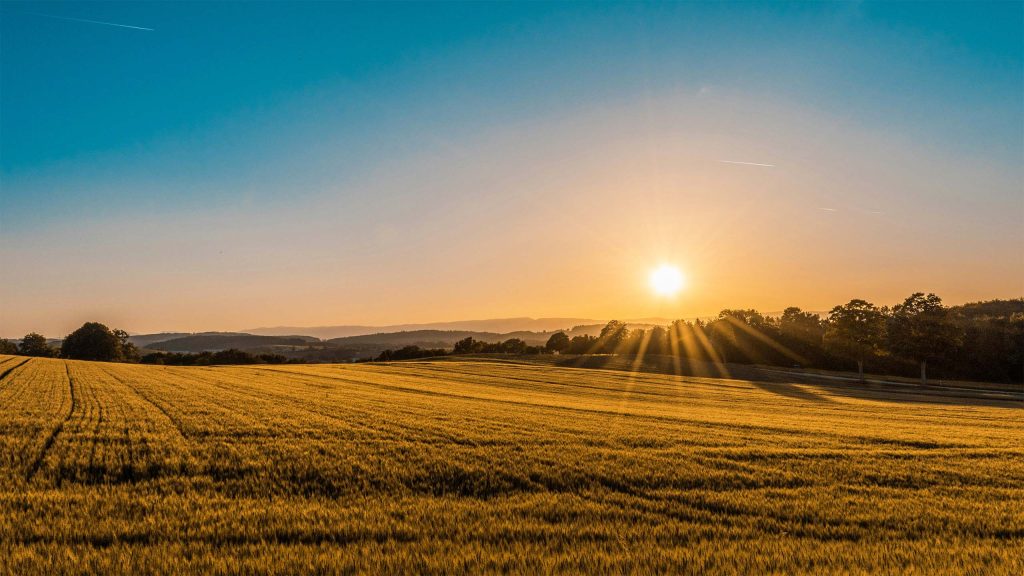 brown field and trees in the distance during sunset