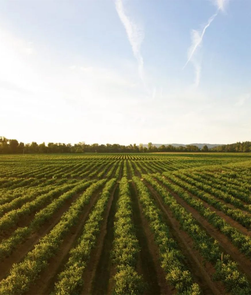 Aerial view of rows of vibrant vegetation under a blue sky