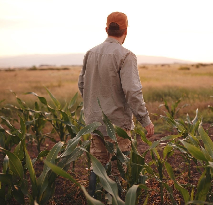 landowner walking in a corn field