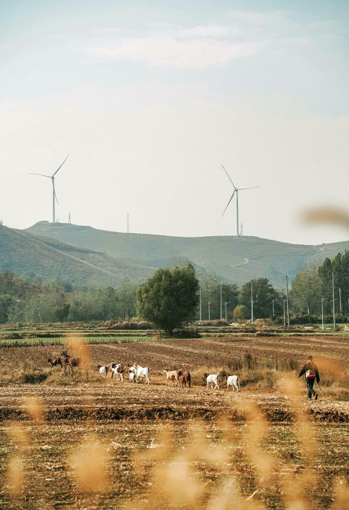 livestock walking through a field and wind farm in the distance