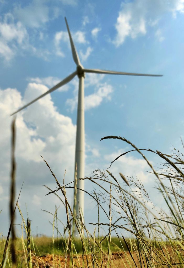 a close up photo of a tall grass with wind farm in the background