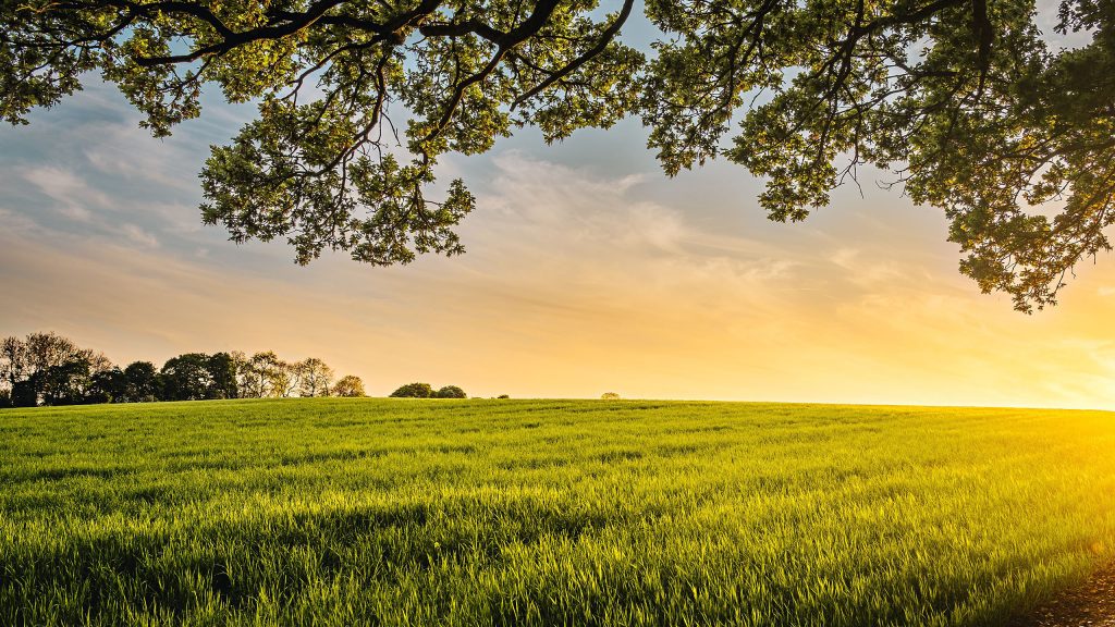 Sunlit grassy field and tree branches extending overhead