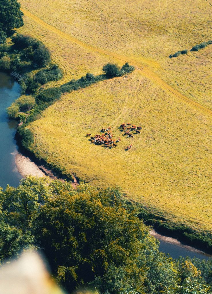 aerial view of herd of cattle on rural field