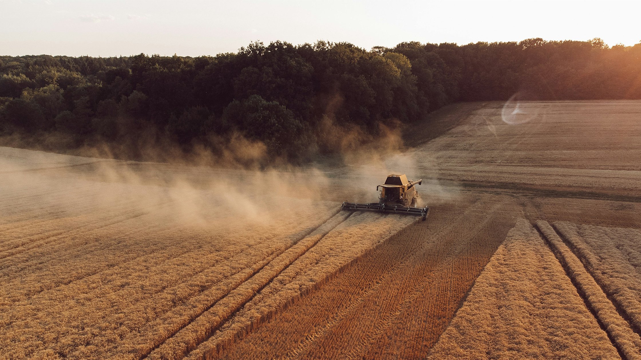 Aerial view of a combine harvester cutting golden wheat at sunset