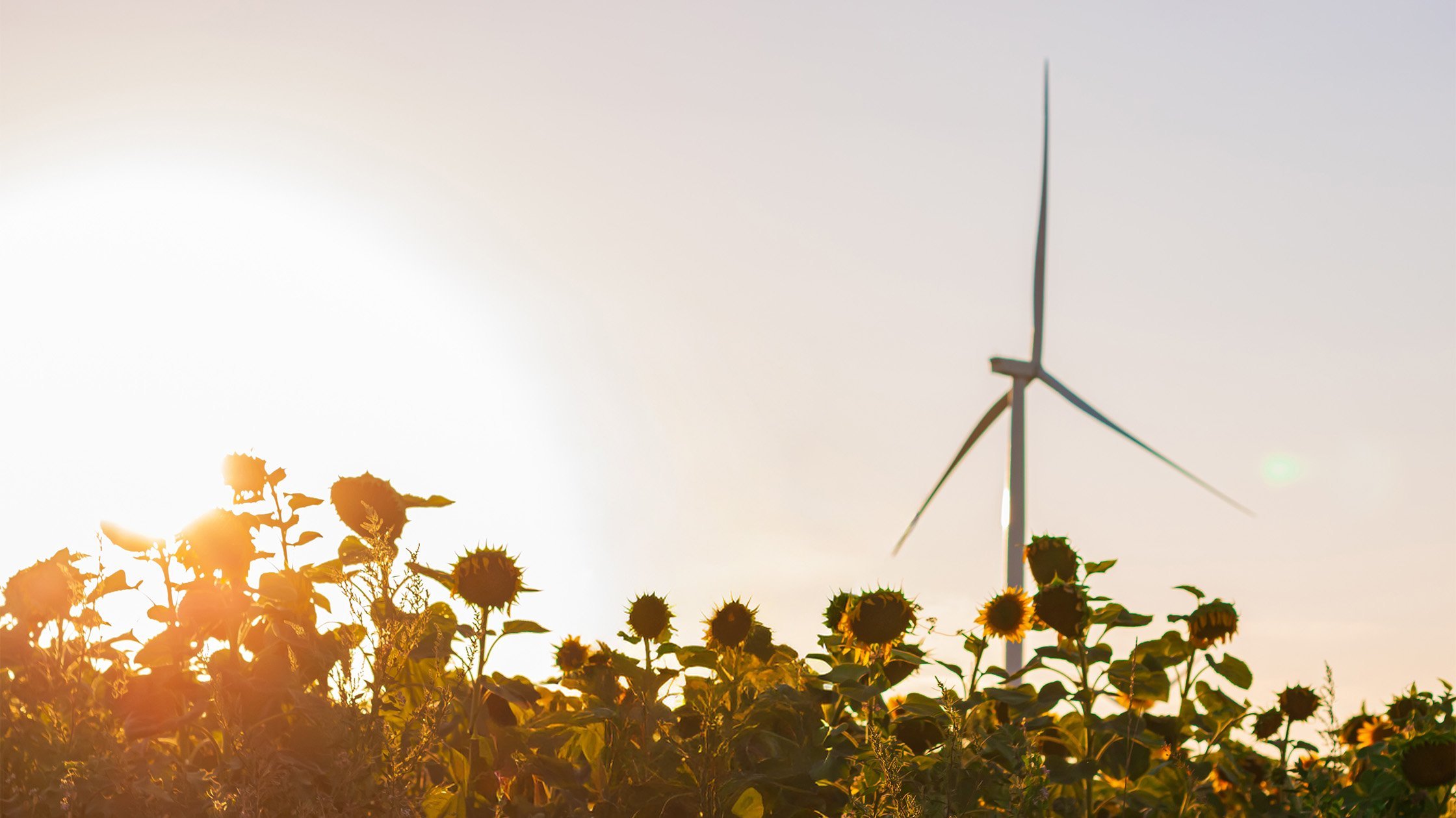 Wind turbine in sunflower field at sunset